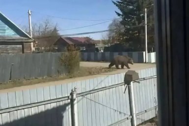 Поддельный медведь на фото поднял на ноги полицию и охотоведов Магдагачинский районный суд