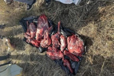 Браконьерам придется заплатить 320 тысяч за убитых животных управление по охране животного мира Амурской области